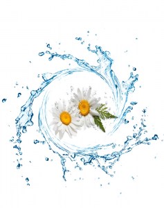 Ανθόνερο Χαμομήλι